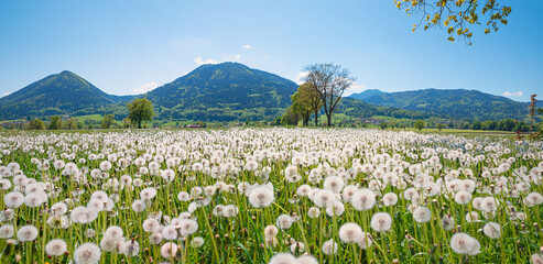 Blowball meadow with views of the Mangfall Mountains, landscape near Bad Feilnbach