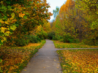 picturesque landscape - a walking path in the park in autumn