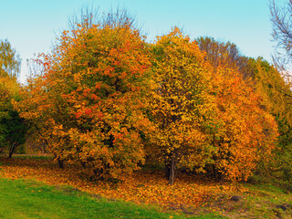 beautiful view of trees with colorful foliage in autumn in the forest