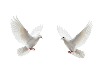 Obraz premium Two white doves flying gracefully in the air isolated on transparent background