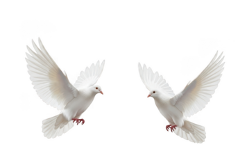 Two white doves flying gracefully in the air isolated on transparent background