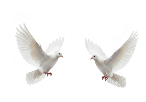 Two white doves flying gracefully in the air isolated on transparent background - Powered by Adobe