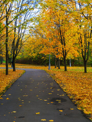 picturesque landscape - a walking path in the park in autumn
