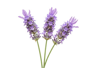 Obraz premium Three sprigs of purple lavender flowers isolated PNG on transparent background, aromatic herb for aromatherapy and relaxation