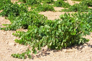 Las vi&ntilde;a de La Mancha forman la mayor extensi&oacute;n vitivin&iacute;cola continua del mundo, con una tradici&oacute;n que se remonta siglos y una riqueza varietal impresionante