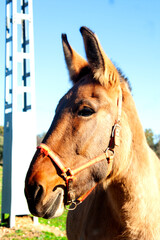 La cabeza del caballo es una de las partes m&aacute;s expresivas del animal: orejas, ojos, belfos y mand&iacute;bula comunican emociones y estados de &aacute;nimo.