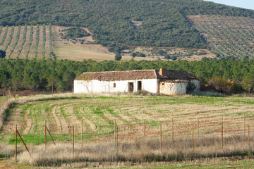 Un paisaje casa de labranza con un barbecho es un espacio de reposo y regeneraci&oacute;n, Aunque pueda parecer abandonado, guarda una riqueza silenciosa que conecta con la historia agr&iacute;cola y ecol&oacute;gica,