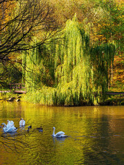 A pond with swans in a city park in autumn
