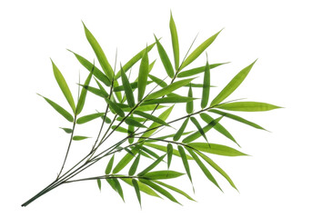 Fresh green bamboo leaves isolated PNG on transparent background, tropical foliage for Asian zen garden design and natural decoration