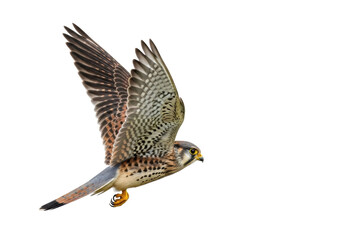 American kestrel flying PNG isolated on transparent background, small falcon with colorful plumage and sharp talons, bird of prey for wildlife designs