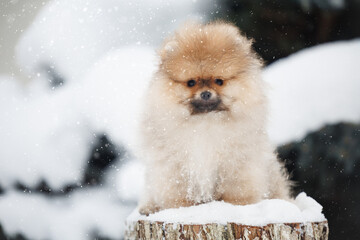 pomeranian spitz puppy portrait outdoors in the snow
