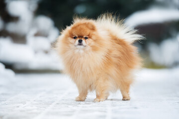 cute red pomeranian spitz dog standing outdoors in winter
