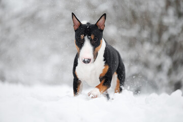 bull terrier dog walking in the snow in winter