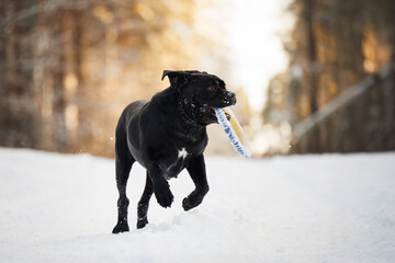 black cane corso dog playing with a ring toy in winter forest
