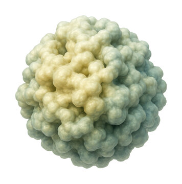 Isolated lactase enzyme featuring a globular structure with a hydrophobic core.