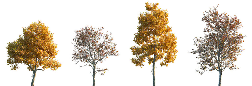 Set of autumn 2 Platanus acerifolia and 2 Platanus orientalis frontal set street trees isolated png in sunny daylight on a transparent background perfectly cutout