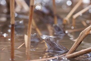 Several frogs are resting in a pond, partially submerged in the water. Reeds and branches surround them, and the water reflects sunlight in a sparkling fashion