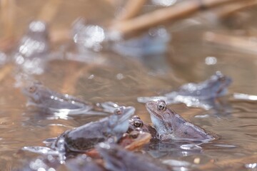 A group of Common Frogs gather in a shallow pool of water during the early spring season. They are near the muddy banks of a small stream, enjoying the sunlight