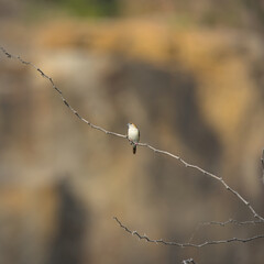 indian Silver Bill perched on a dry twig in an arid land on a bright day light