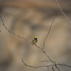 Streaked weaver perched on a twig in a bright sunny day light