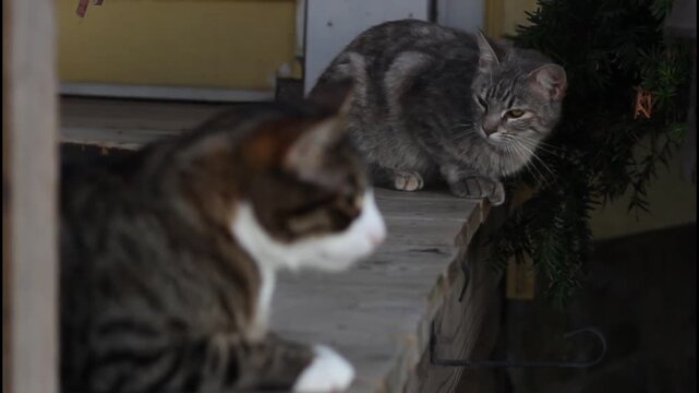 Two cats on a porch