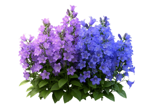 A beautiful cluster of purple and blue delphinium flowers with green leaves isolated on transparent background