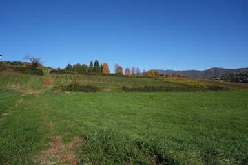 Autumn foliage on the Bergamo hills: The wonderful colors of the leaves in the autumn season include various shades of yellow, orange, red, purple, and brown.