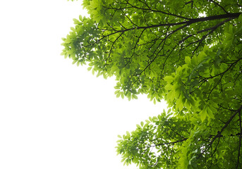 Close up of bright green leaves and branches of a tree against a stark black background isolated on transparent background