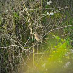 A juvenile bay backed shrike against a bushy background in a bright sunny day light