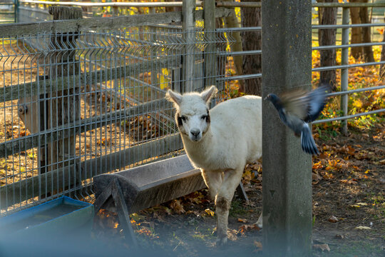 Alpaca standing inside fenced outdoor enclosure with feeding trough and flying pigeon. Farm animal photography. Animal care and rural livestock concept for design and print