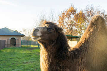 Bactrian camel standing on green grass in outdoor farm enclosure. Natural animal photography. Agriculture and livestock concept.
