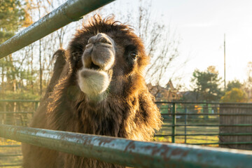 Bactrian camel standing on green grass in outdoor farm enclosure. Natural animal photography. Agriculture and livestock concept.