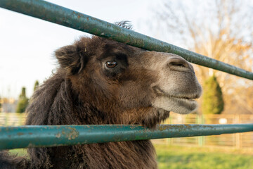Bactrian camel standing on green grass in outdoor farm enclosure. Natural animal photography. Agriculture and livestock concept.