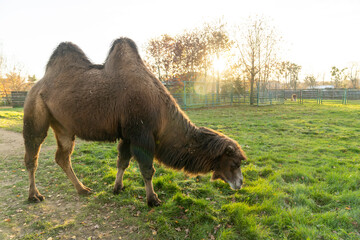 wo-humped camel standing on green grass in outdoor paddock with metal fencing and autumn trees at...