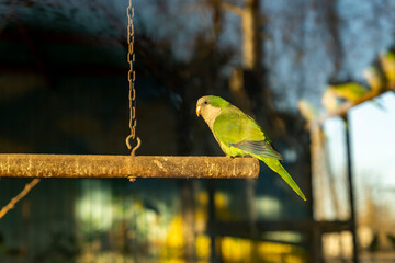 Green parrot perched on wooden bar in outdoor setting. Wildlife photography. Bird watching and nature observation concept. Design for poster, wallpaper, banner, postcard, greeting card, invitation. 