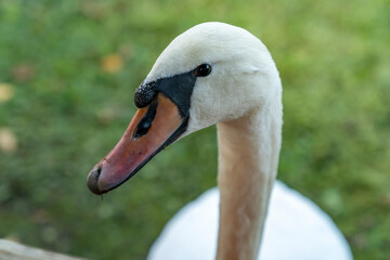 Close-up portrait of white swan with orange beak and black markings on green background. Wildlife macro photography with shallow depth of field. Animal and nature concept