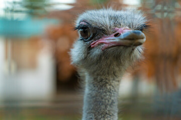 Close-up portrait of an ostrich head with beak and large eye in natural light. Wildlife macro photography with blurred background. Animal and nature concept for design