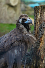 Close-up of large brown bird of prey standing near tree trunk in natural outdoor setting. Wildlife photography. Nature and animal observation concept.