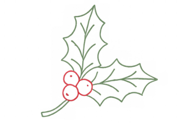 Holly leaves and red berries vector outline drawing for christmas and winter season decor, transparent background