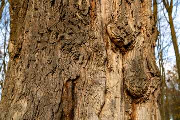 Close-up of tree bark texture with natural cracks and rough surface in daylight. Macro nature photography showing old wood structure. Ecology and organic material concept.