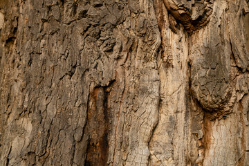 Close-up of tree bark texture with natural cracks and rough surface in daylight. Macro nature photography showing old wood structure. Ecology and organic material concept.