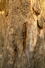 Close-up of tree bark texture with natural cracks and rough surface in daylight. Macro nature photography showing old wood structure. Ecology and organic material concept.