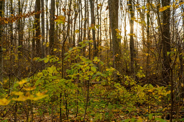 Autumn forest with small trees and yellow foliage illuminated by low sunlight. Outdoor nature photography. Autumn season concept. Design for poster, wallpaper, banner, header, greeting card