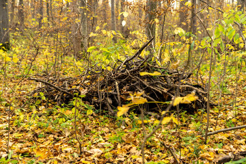 Pile of dry branches on forest ground with autumn leaves. Outdoor forest scene nature photography. Autumn nature concept.