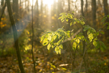 Green leaves on thin branches illuminated by sunlight in forest. Nature close-up photography with blurred background and sun rays