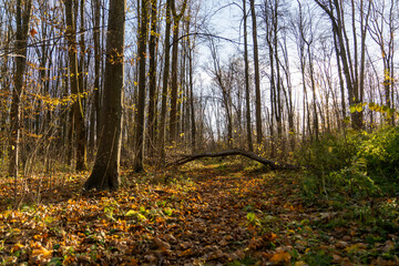 Autumn forest path covered with fallen leaves and a fallen tree trunk under sunlight. Natural woodland landscape with tall bare trees and dry foliage on the ground. 
