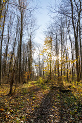 Obraz premium Autumn forest path covered with fallen leaves among tall deciduous trees under clear blue sky. Natural woodland landscape in fall season with sunlight filtering through branches.