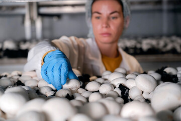 Female worker wearing blue gloves checks and collects samples of mature champignon mushrooms from...