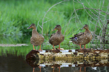 Three female Mallard ducks in a row standing on a log at the edge of a river