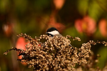 Black Capped Chickadee perched on Goldenrod
